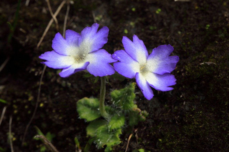 Primula buryana var. purpurea