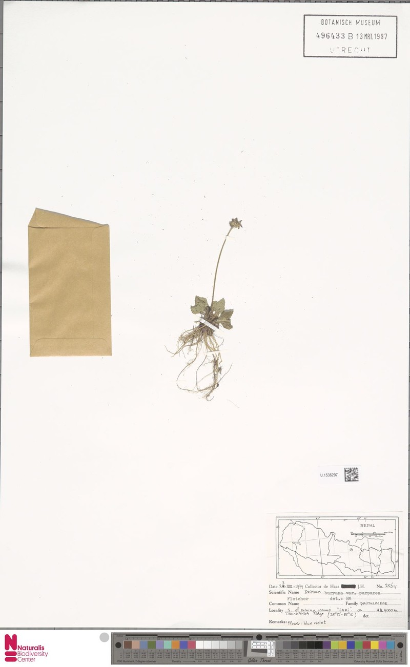 Primula buryana var. purpurea photo 2