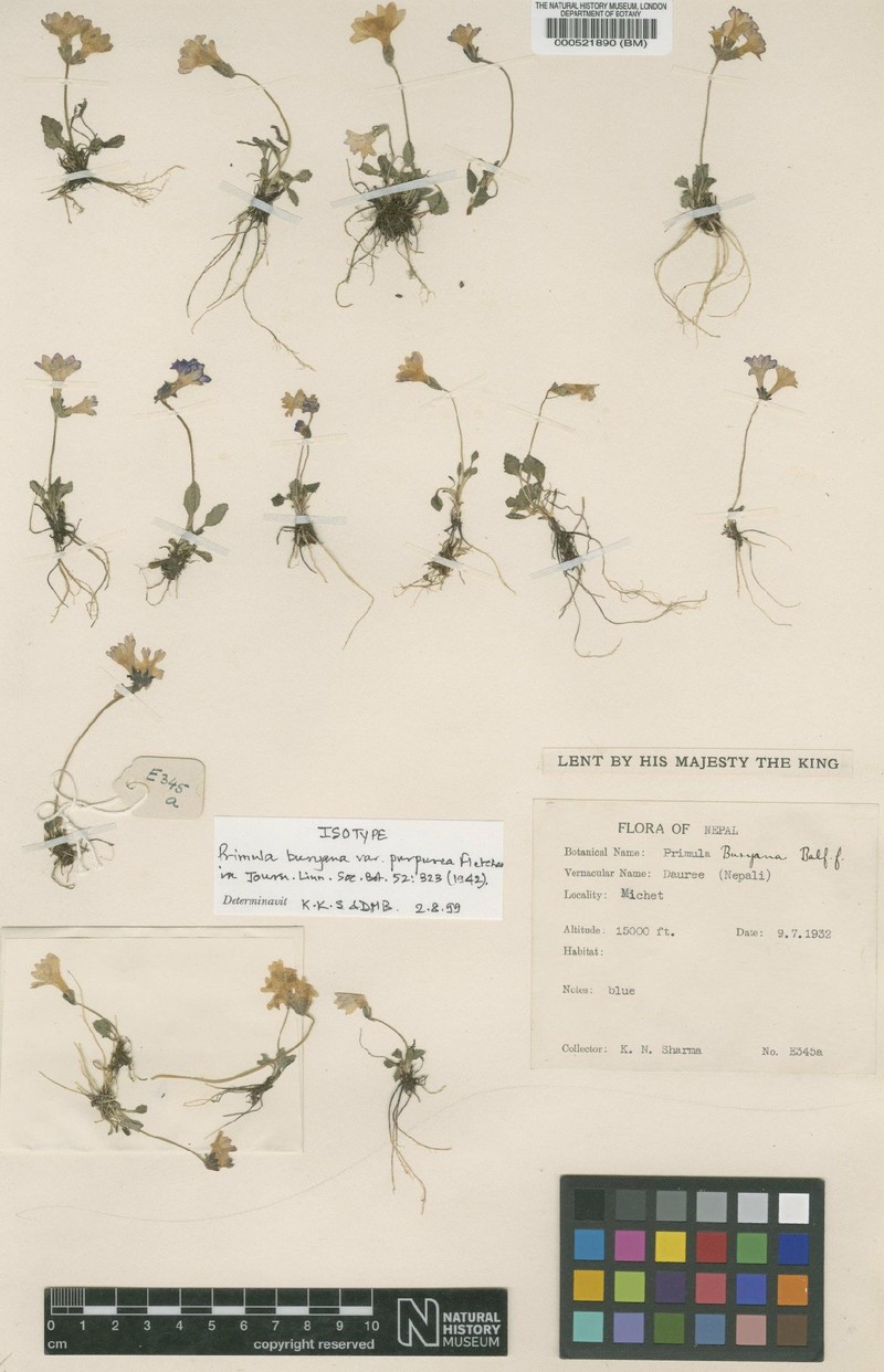 Primula buryana var. purpurea photo 4