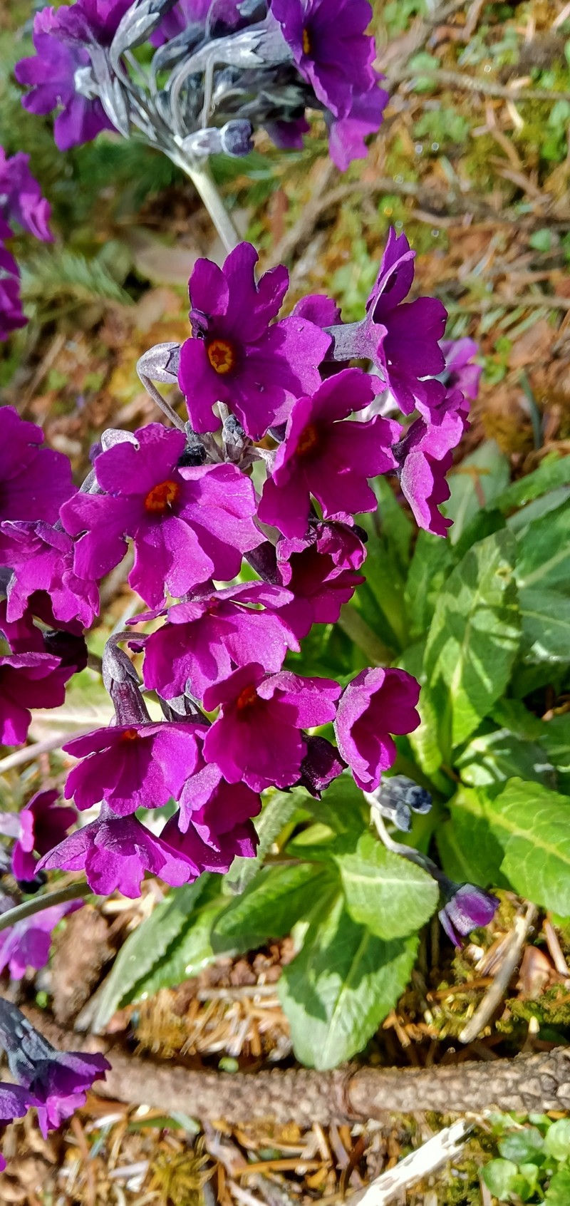 Primula calderiana subsp. calderiana