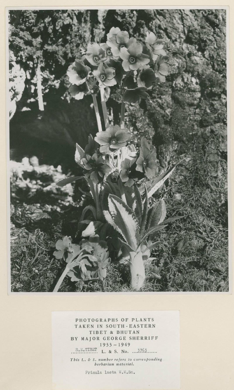 Primula calderiana subsp. calderiana photo 2