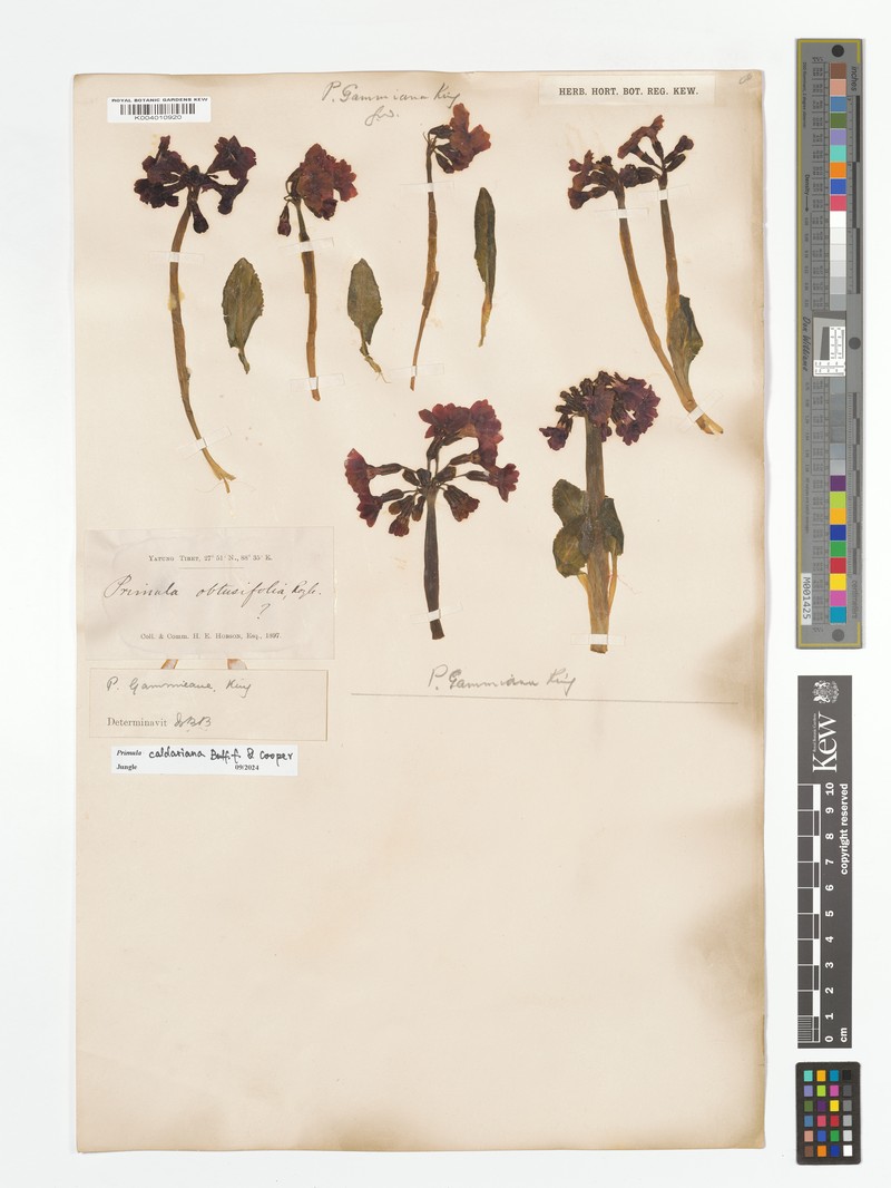 Primula calderiana subsp. calderiana photo 3