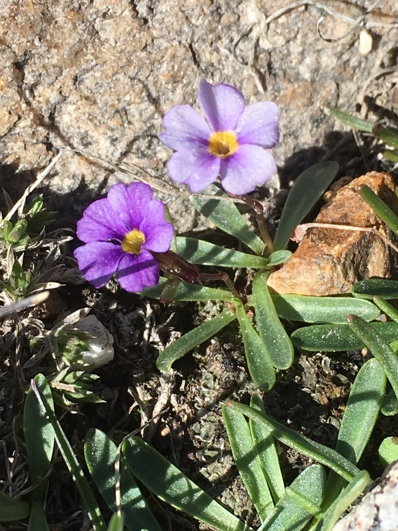 Ruby Mountain Primrose