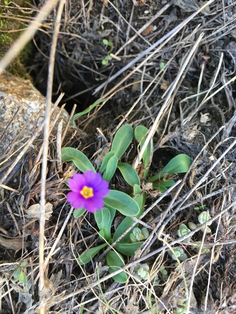 Ruby Mountain Primrose photo 2