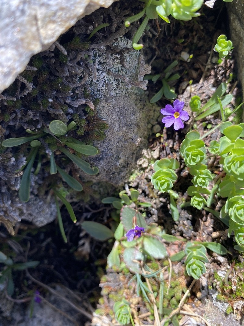 Ruby Mountain Primrose photo 3