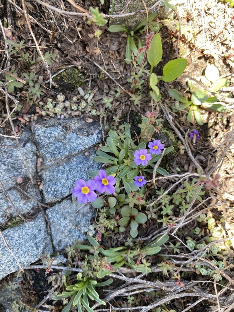 Ruby Mountain Primrose photo 4
