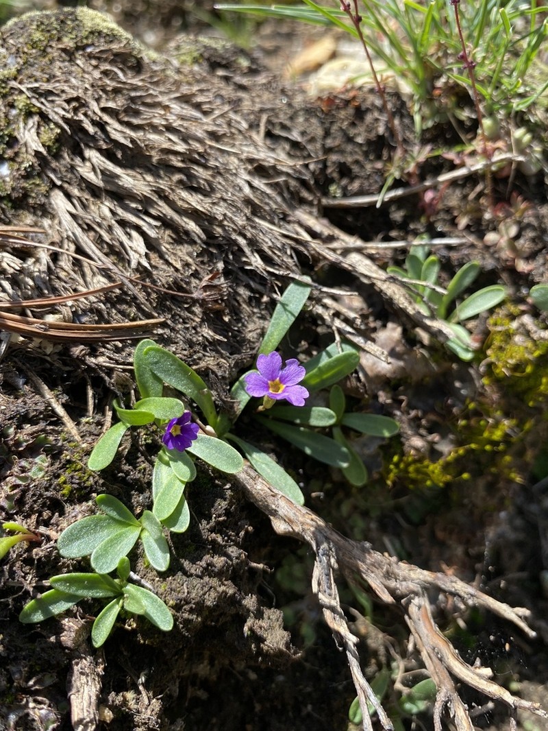 Ruby Mountain Primrose photo 5