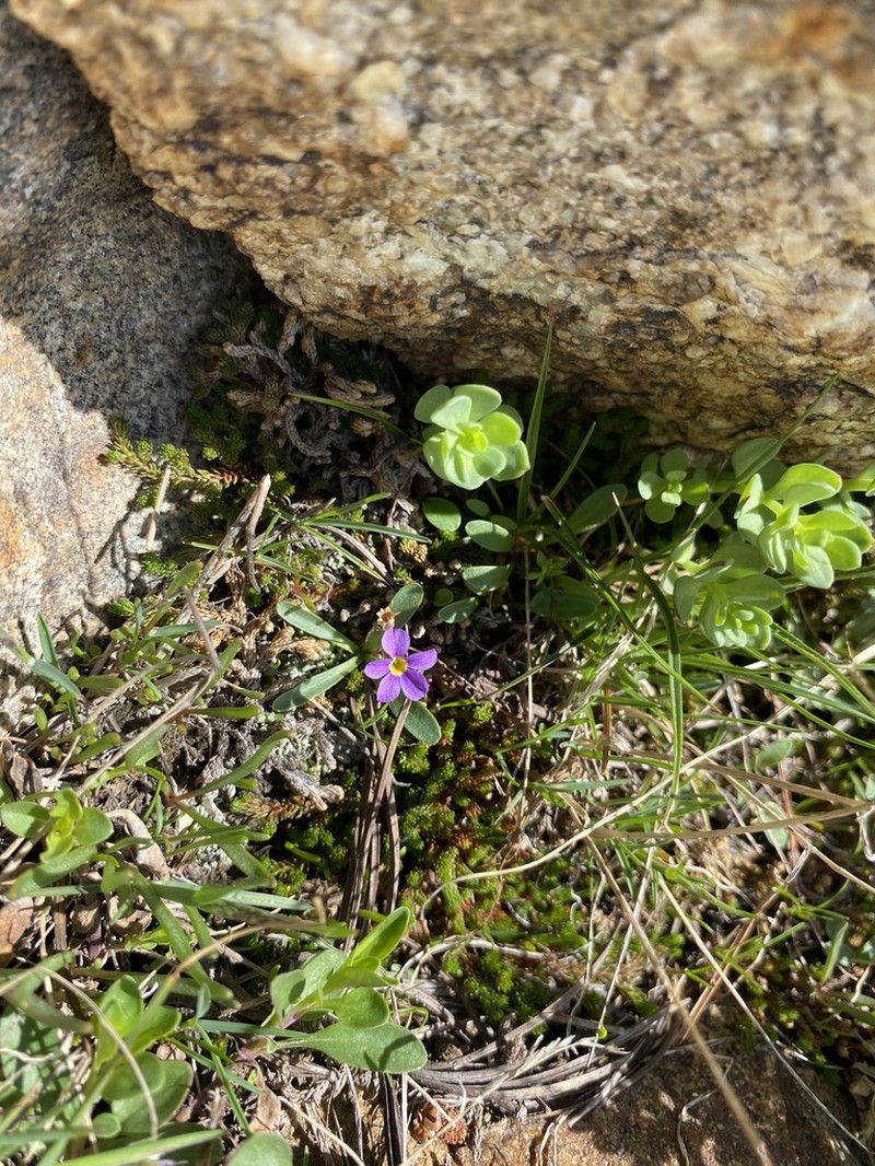Ruby Mountain Primrose photo 6