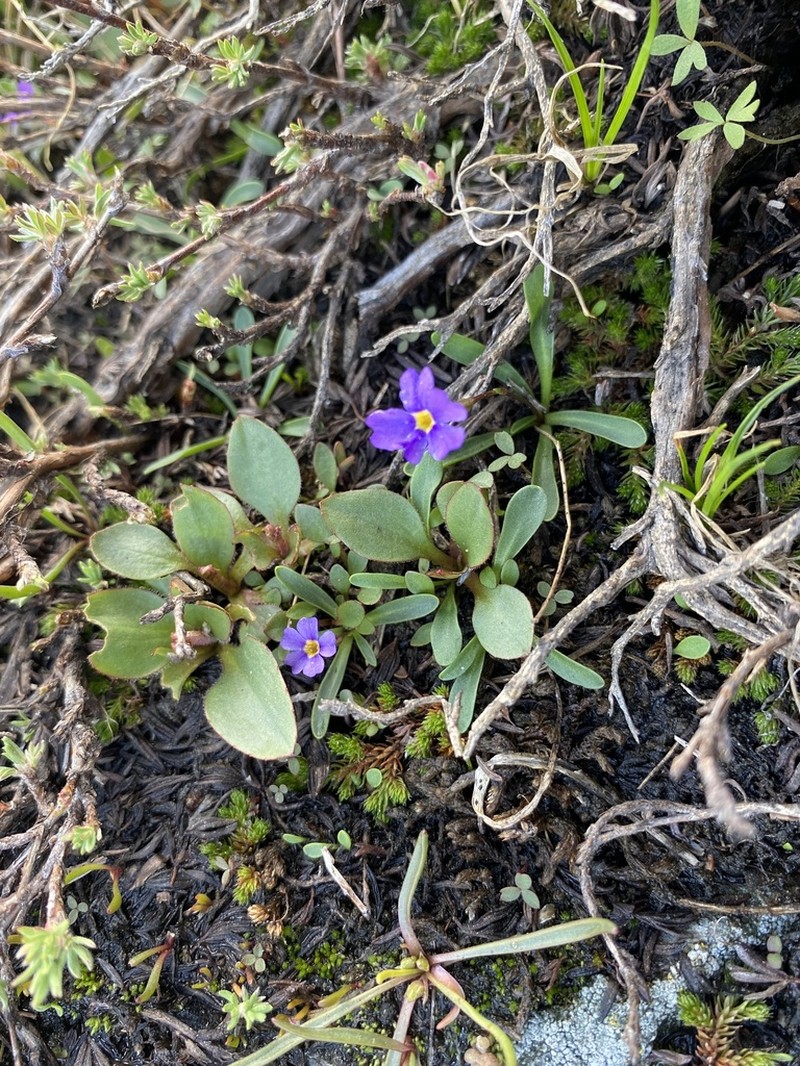 Ruby Mountain Primrose photo 7