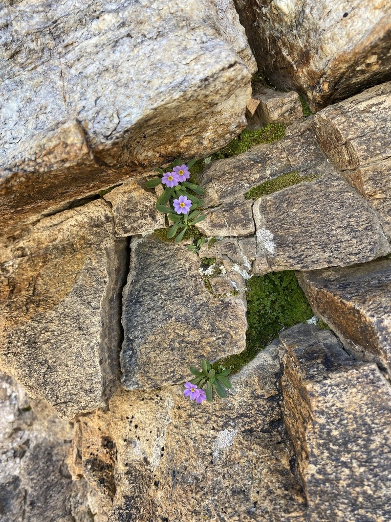 Ruby Mountain Primrose photo 8