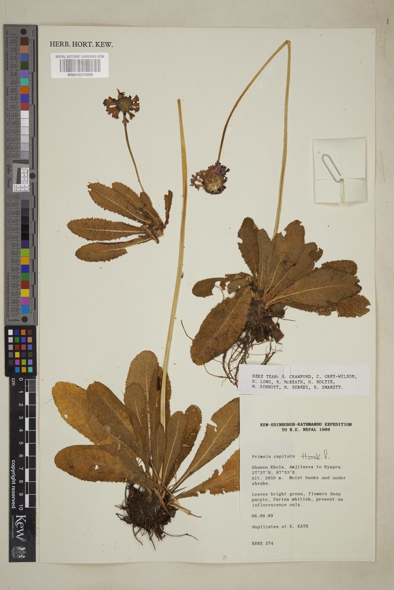 Primula capitata subsp. capitata