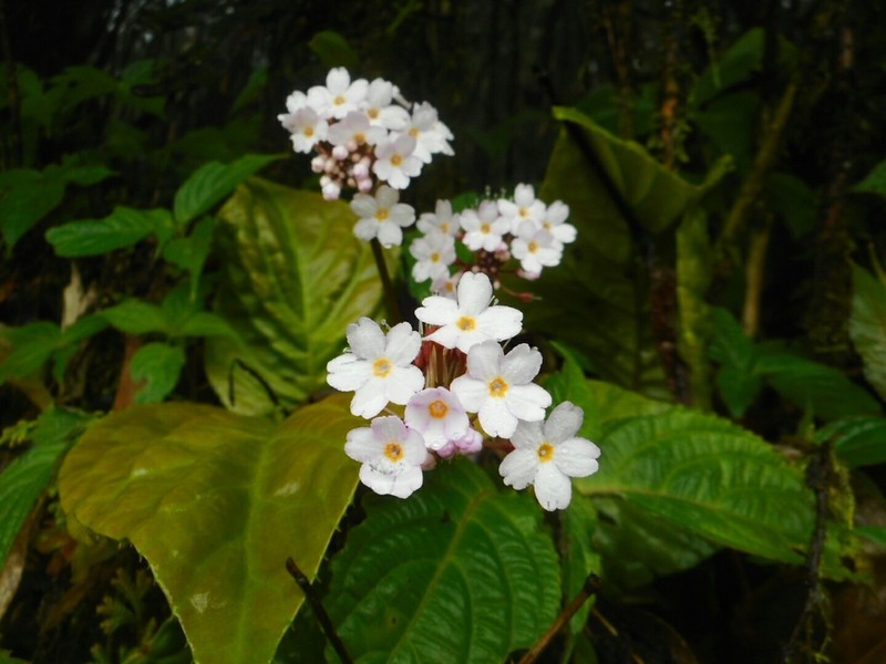 Primula carolinehenryae