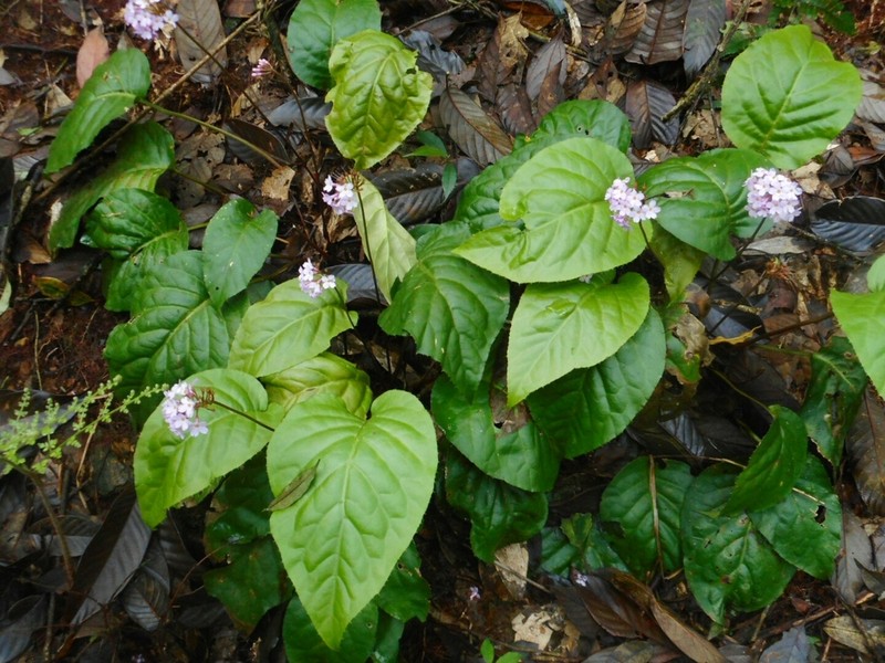 Primula carolinehenryae photo 3