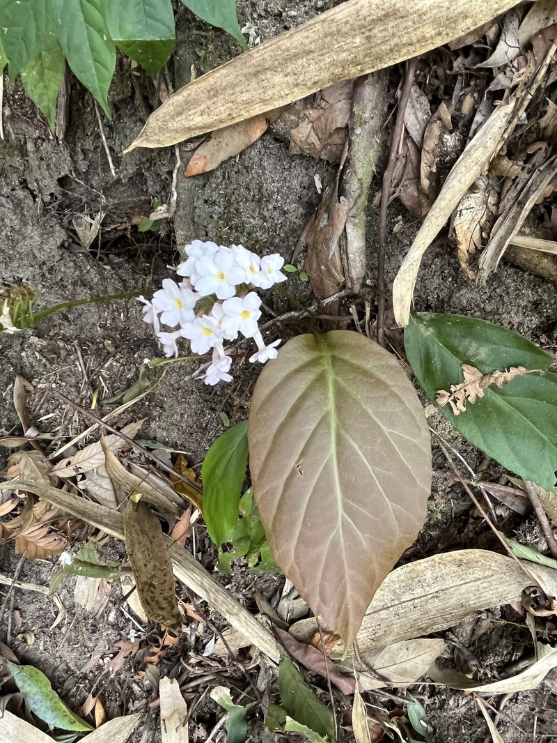 Primula carolinehenryae photo 4