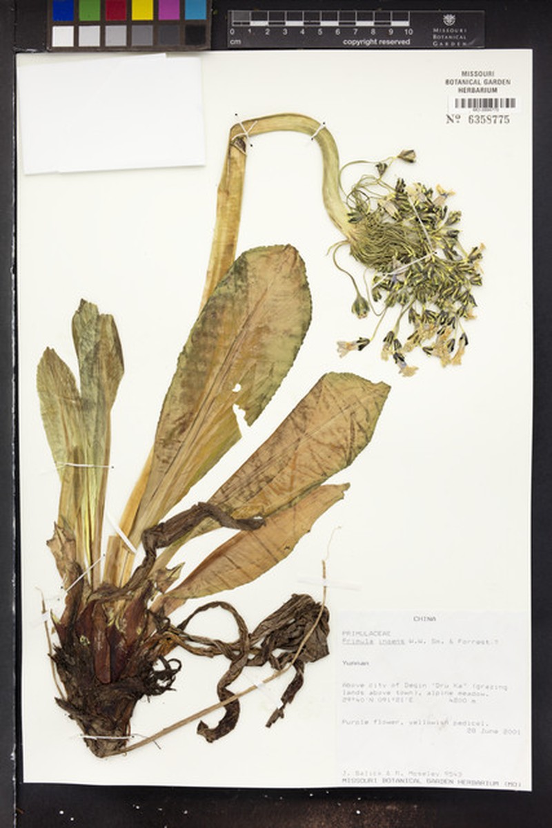 Primula chionantha subsp. chionantha