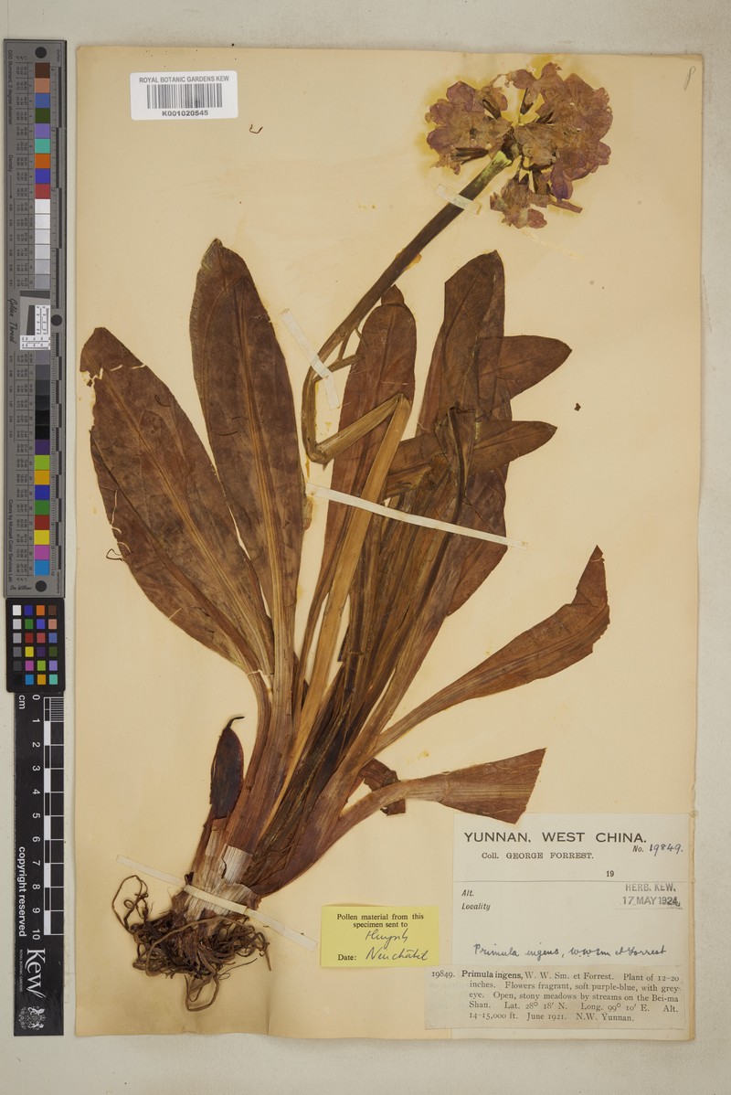 Primula chionantha subsp. chionantha photo 2