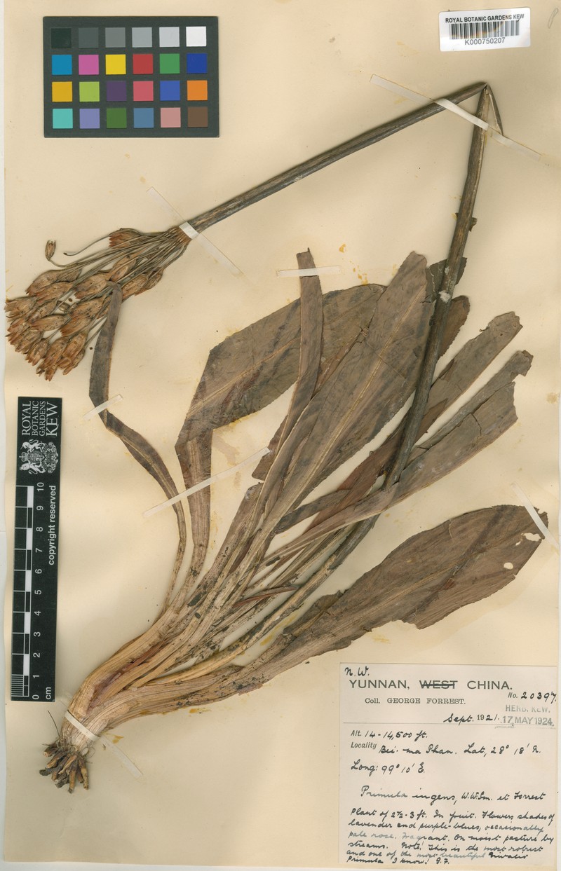 Primula chionantha subsp. chionantha photo 3