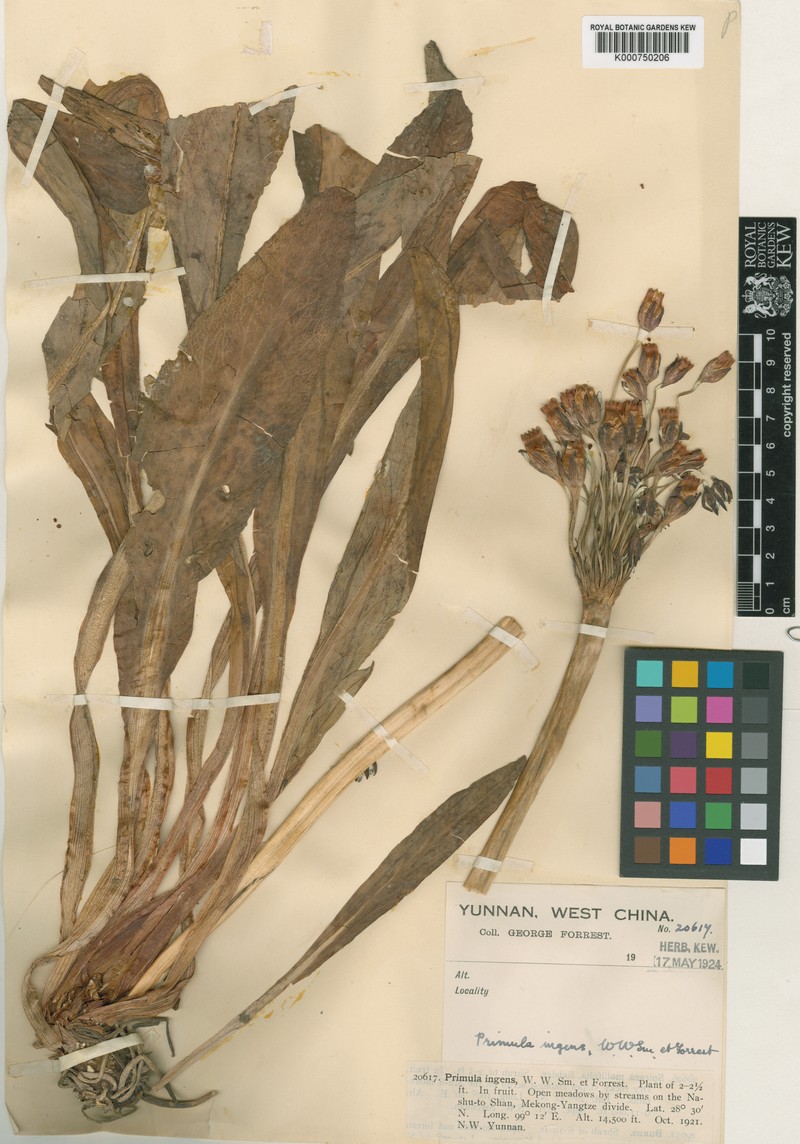 Primula chionantha subsp. chionantha photo 4