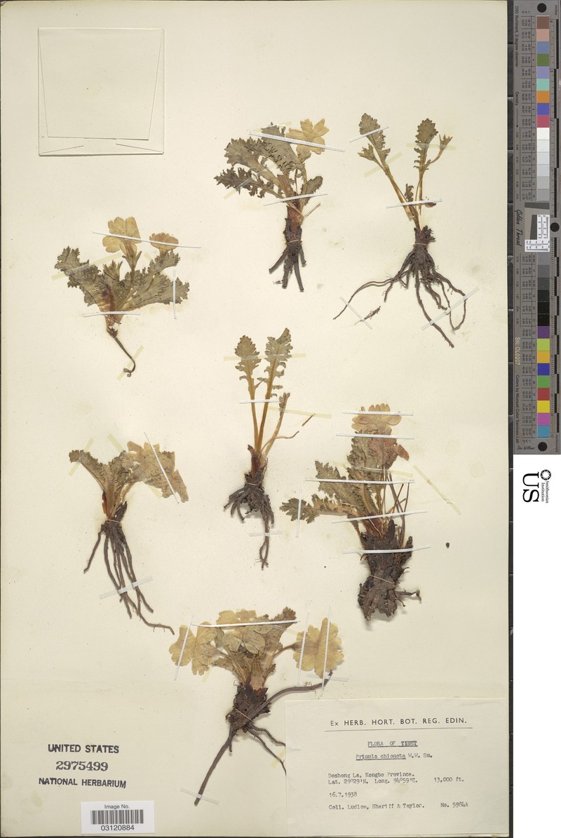 Primula chionata