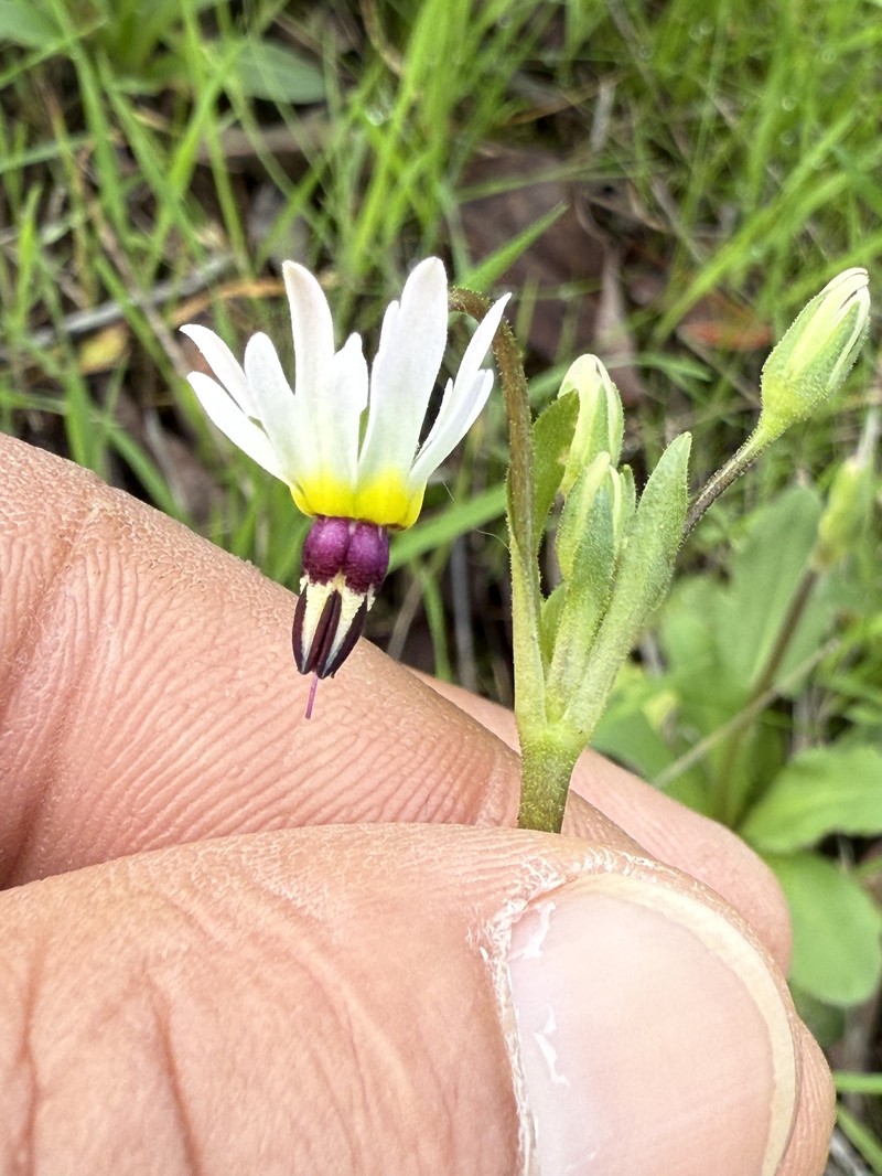 Primula clevelandii var. clevelandii