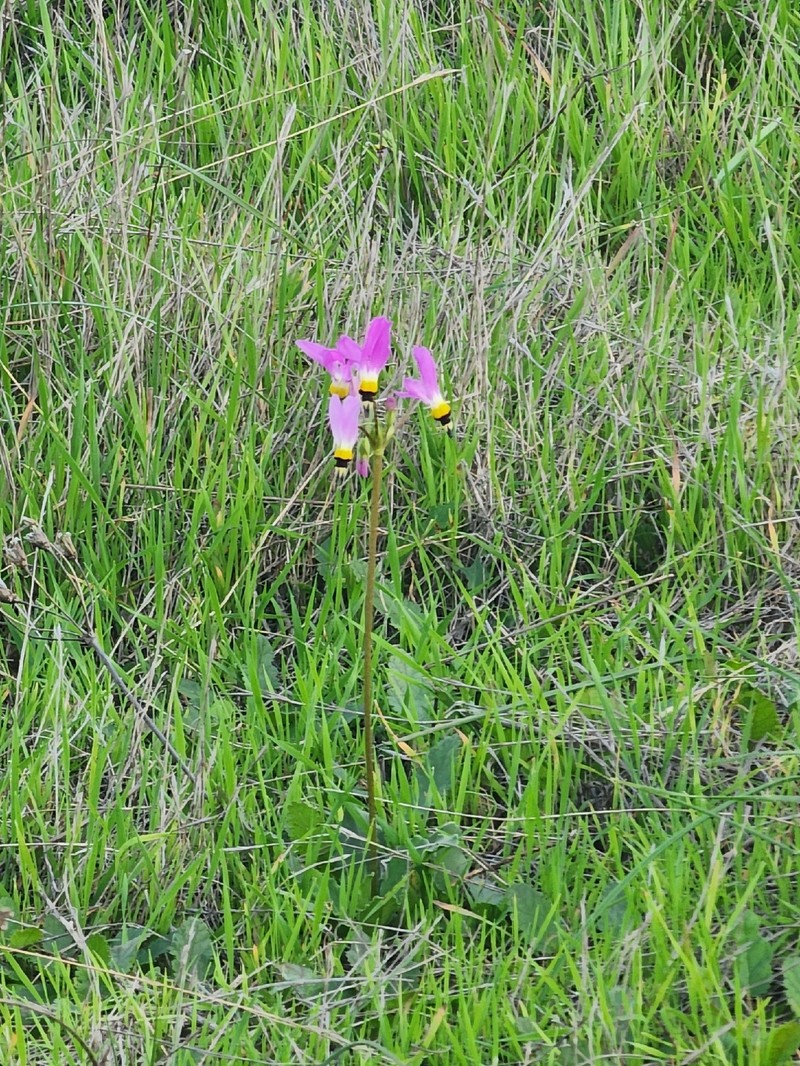 Primula clevelandii var. clevelandii photo 3