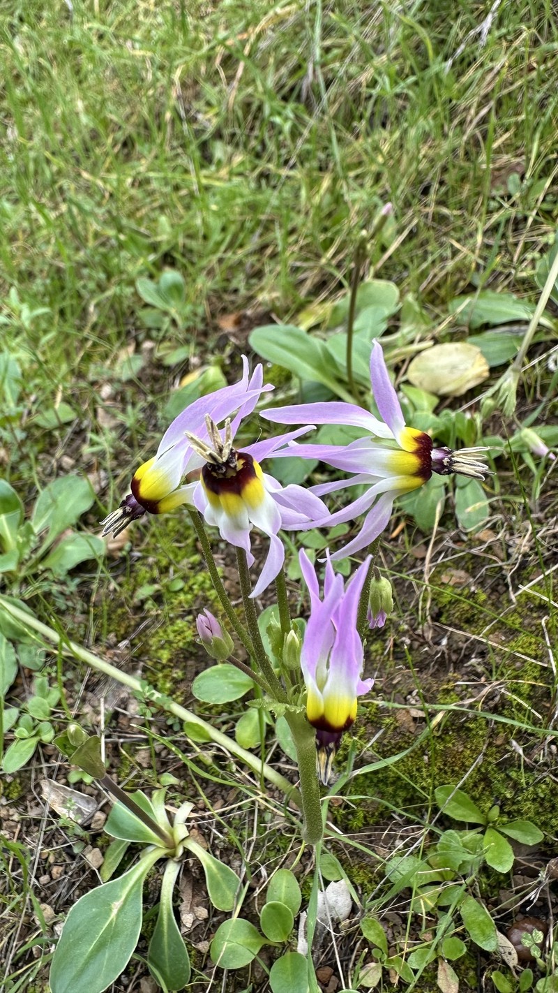 Primula clevelandii var. gracilis