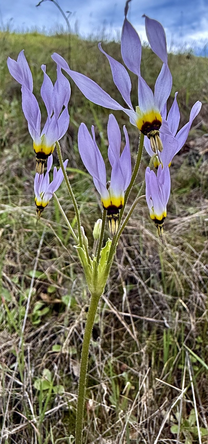 Primula clevelandii var. gracilis photo 2