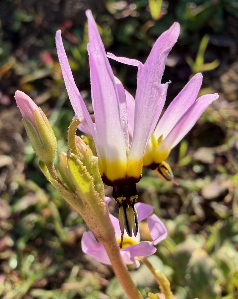 Primula clevelandii var. gracilis photo 3