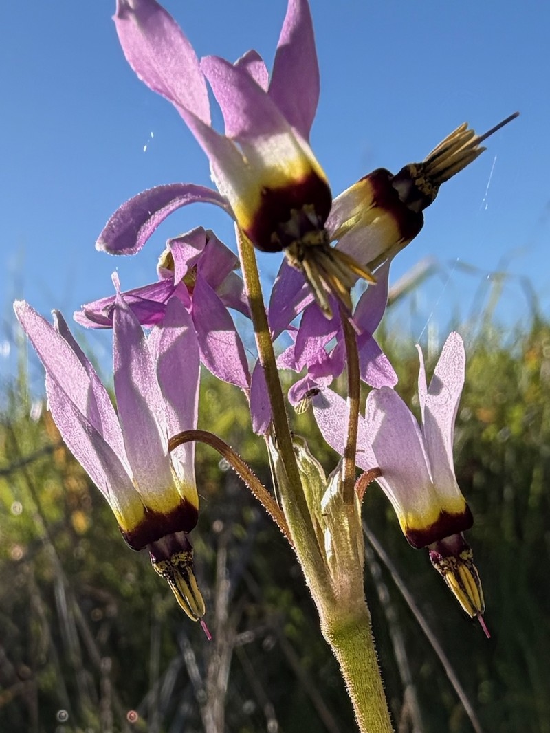Primula clevelandii var. gracilis photo 4