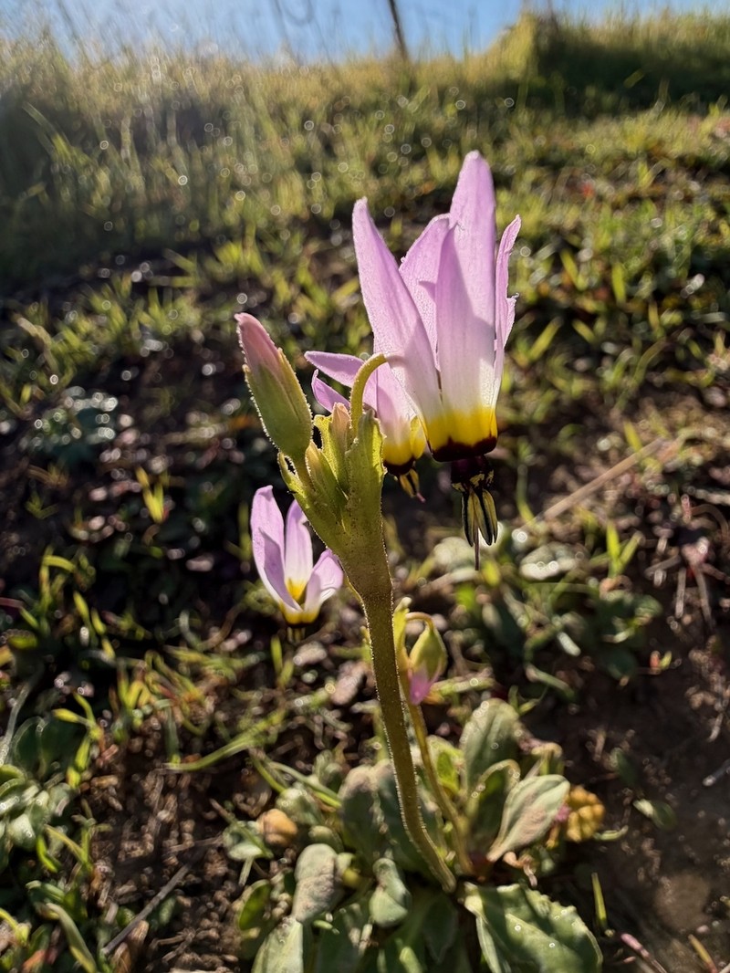 Primula clevelandii var. gracilis photo 5