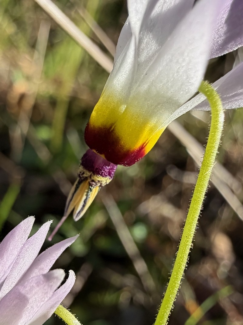 Primula clevelandii var. gracilis photo 6