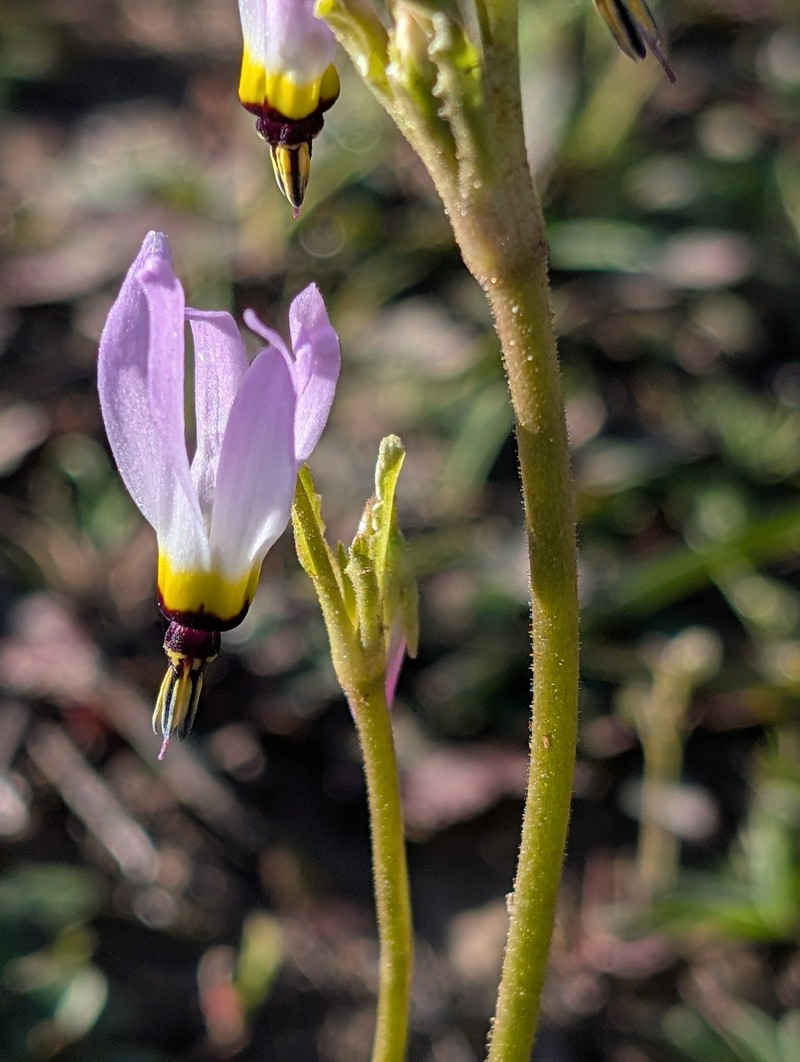 Primula clevelandii var. gracilis photo 7