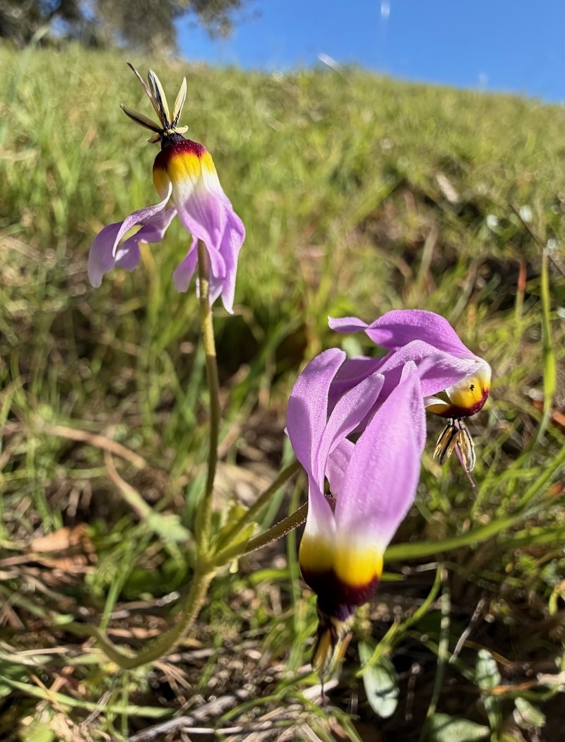 Primula clevelandii var. gracilis photo 8