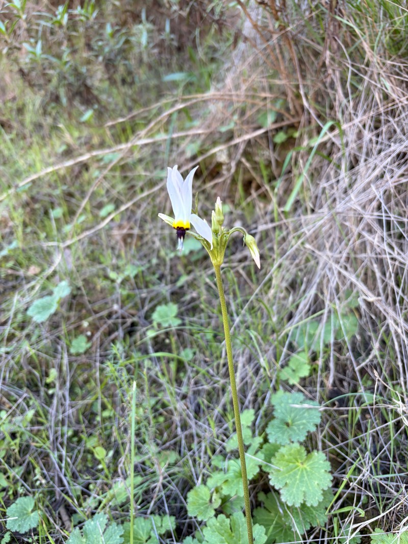 Primula clevelandii var. insularis