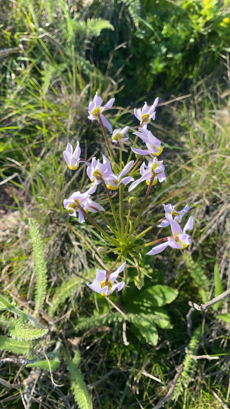 Primula clevelandii var. insularis photo 2