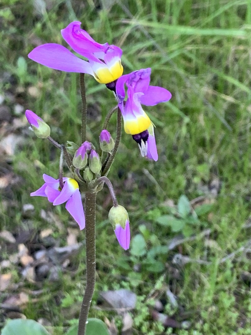 Primula clevelandii var. insularis photo 3