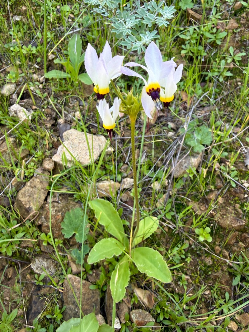 Primula clevelandii var. insularis photo 4