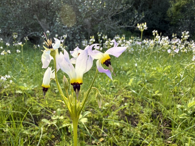 Primula clevelandii var. insularis photo 5