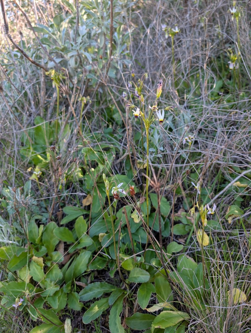 Primula clevelandii var. insularis photo 6