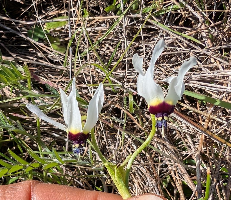 Primula clevelandii var. patula