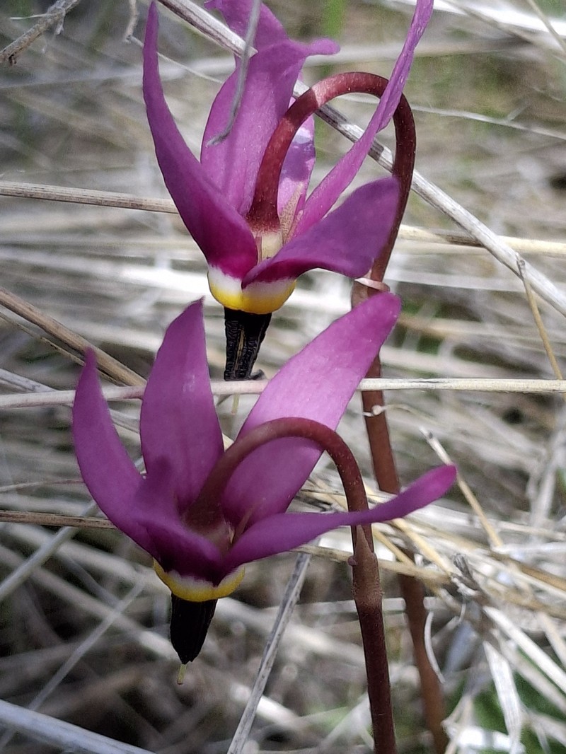 Primula conjugens var. conjugens