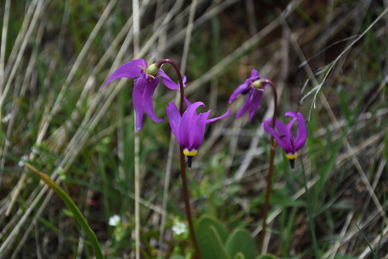 Primula conjugens var. conjugens photo 4