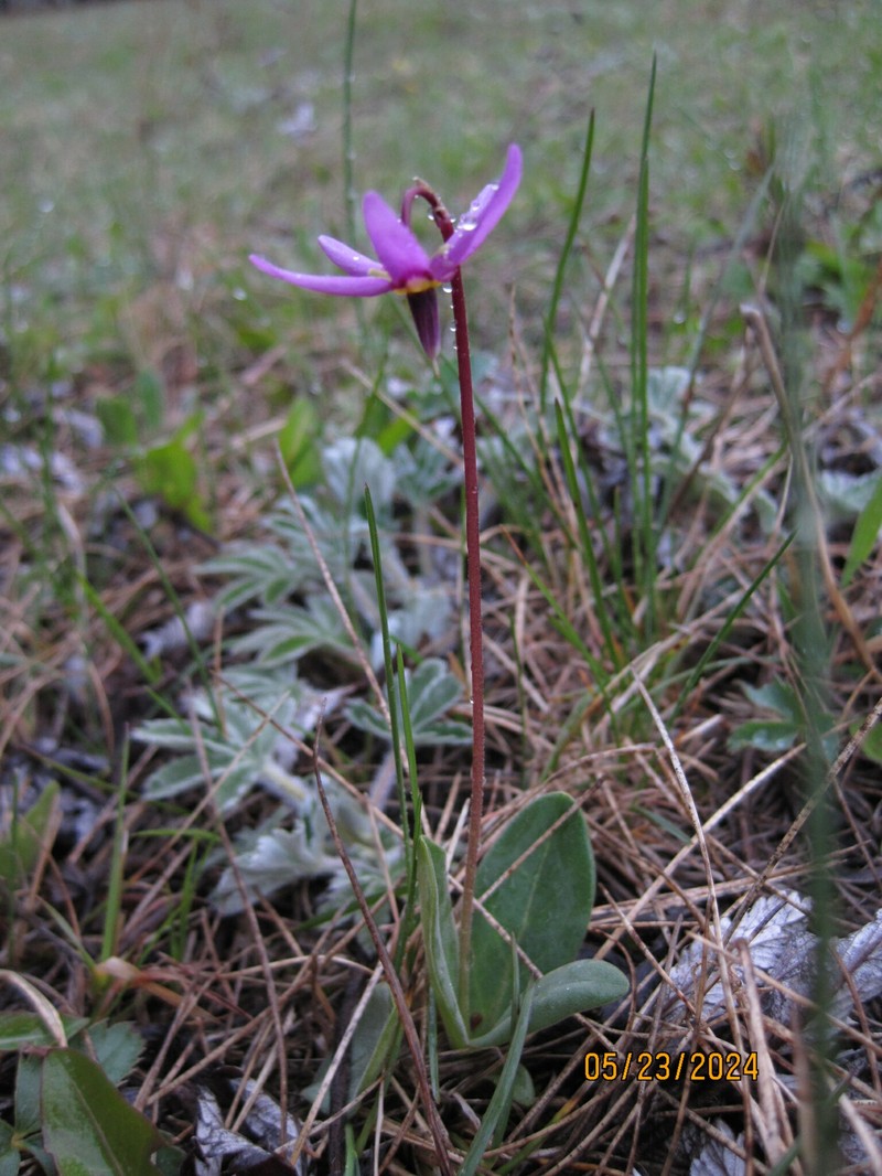 Primula conjugens var. viscida photo 2