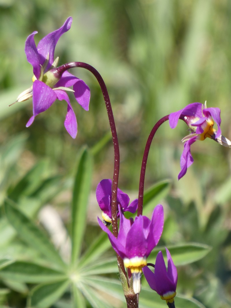 Primula conjugens var. viscida photo 4