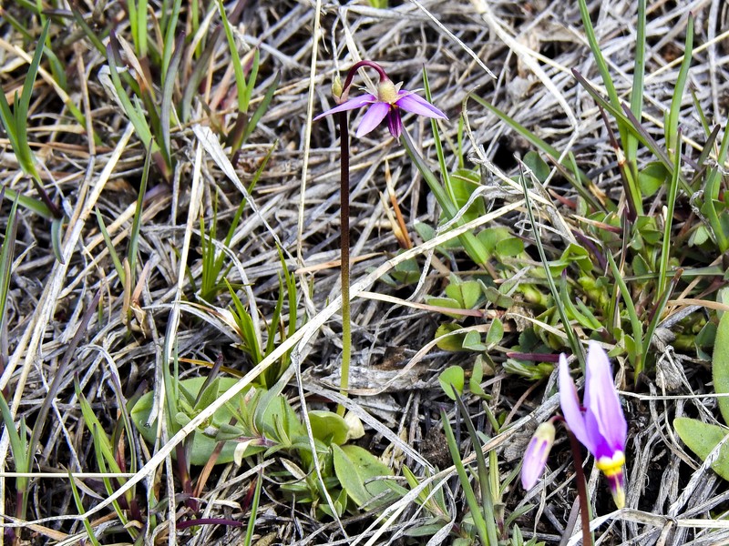 Primula conjugens var. viscida photo 8