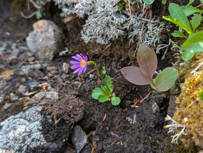 Wedgeleaf Primrose