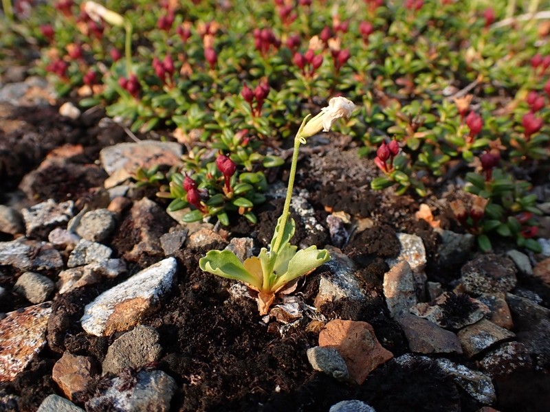 Wedgeleaf Primrose photo 2