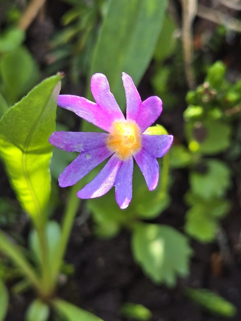 Wedgeleaf Primrose photo 3