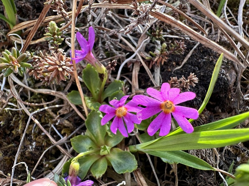 Wedgeleaf Primrose photo 4