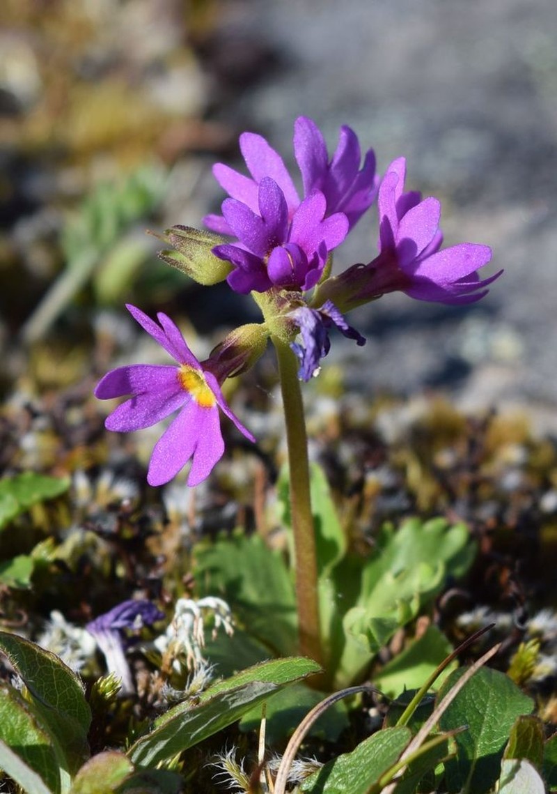 Wedgeleaf Primrose photo 5